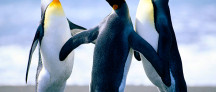 3 Penguins dancing